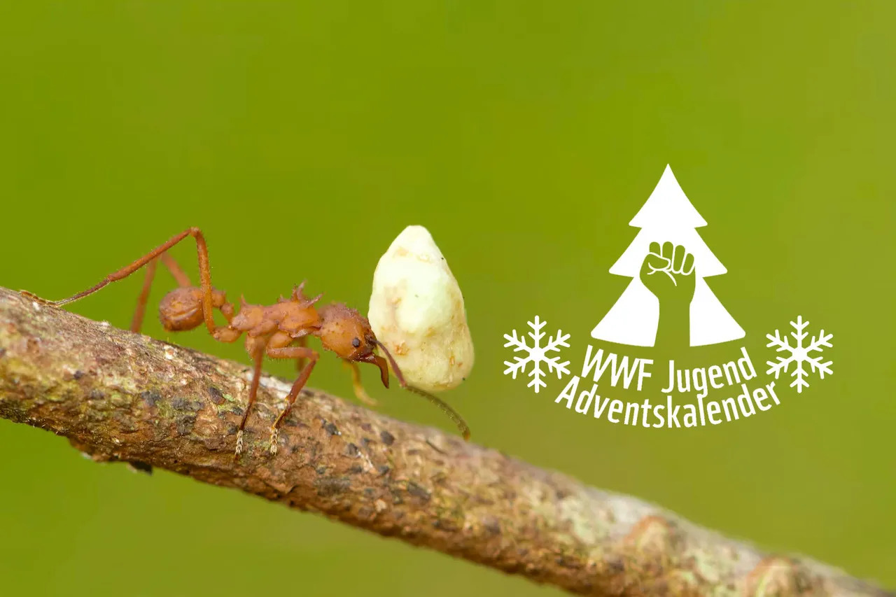 Eine Ameise trägt einen runden Klumpen, der fast so groß ist wie sie, einen Astentlang. Daneben ist ein Logo in Form eines Nadelbaums mit einer gereckten Faust davor. Darunter steht der Schriftzug: WWF Jugend Adventskalender
