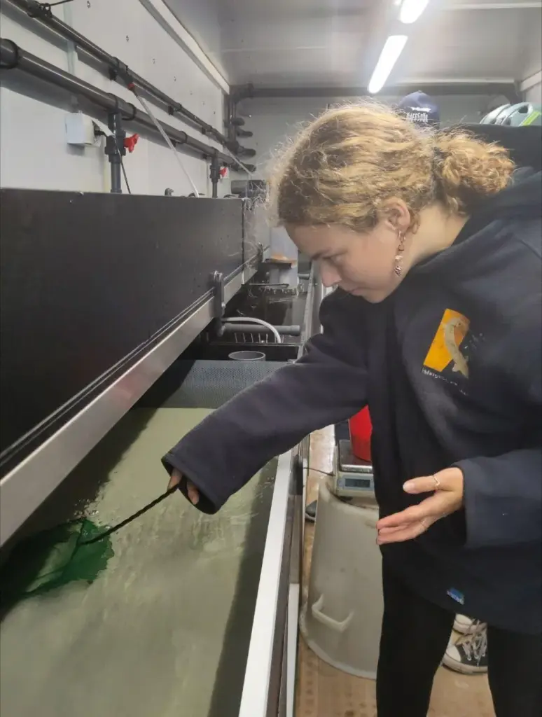 Die Autorin Elisa ist in der Aufzuchtstation und cashert mit einem Netz die Störe aus dem Becken.