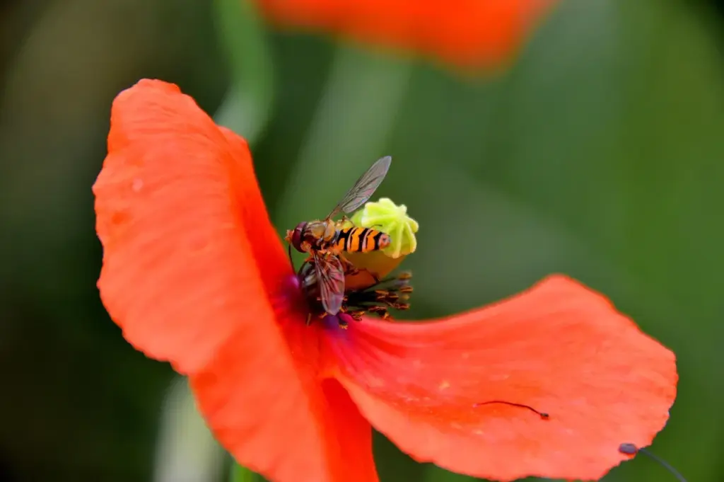 ein schwarz-gelb gestreiftes Insekt sitzt auf einer roten Mohnblume