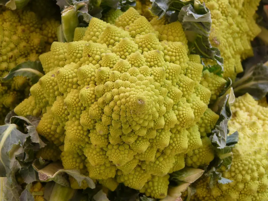 ein hellgrüner Romanesco-Kopf, bei dem die sich wiederholenden geometrischen Formen gut zu erkennen sind