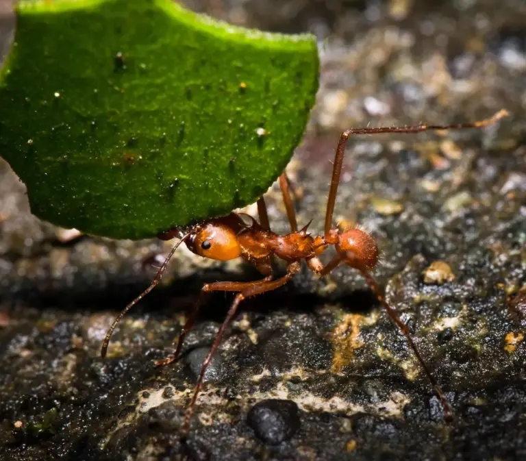 Ameise trägt Blatt, das dreimal so groß ist wie sie selbst.