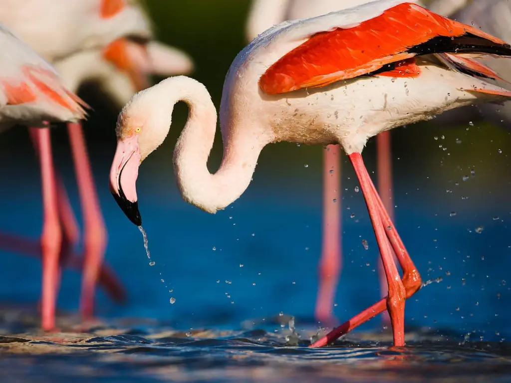 Flamingos