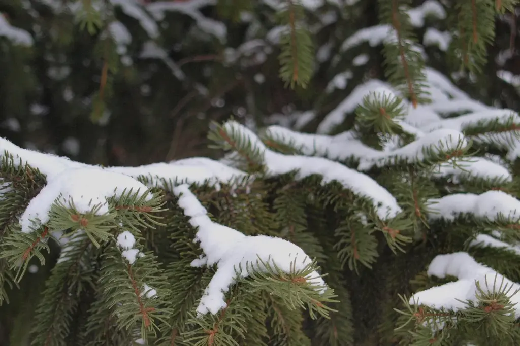 Nahaufnahme einer mit Schnee bedeckten Fichte