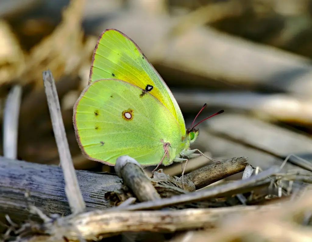 ein zitronengelber Sschmetterling sitzt auf Gehölz