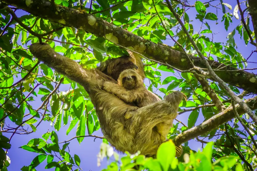 eine Faultier-Mutter hängt an einem Ast inmitten grüner Blätter, an ihrem Bauch klammert sich ein Jungtier fest