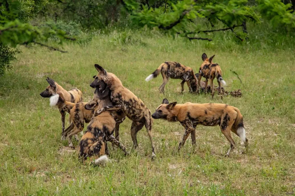 eine Gruppe Afrikanischer Wildhunde beim Spielen