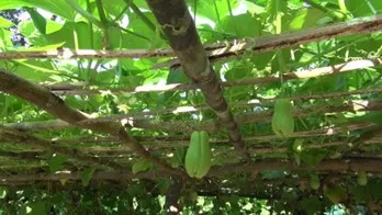 Abbildung 1 Chayote-Anbau auf einem horizontalen Rankgerüst. Die Plantagen lassen sich in Drohnenaufnahmen durch ihre regelmäßige Gitterstruktur und die großen, herzförmigen Blätter der Chayote Pflanze gut identifizieren. (https://housekeeping.tn/comment-planter-des-chayottes-en-pleine-terre-2/) Auf diesem Bild siehst du ein Stockgitter von unten, auf dem Pflanzen mit großen grünen Blättern ranken.