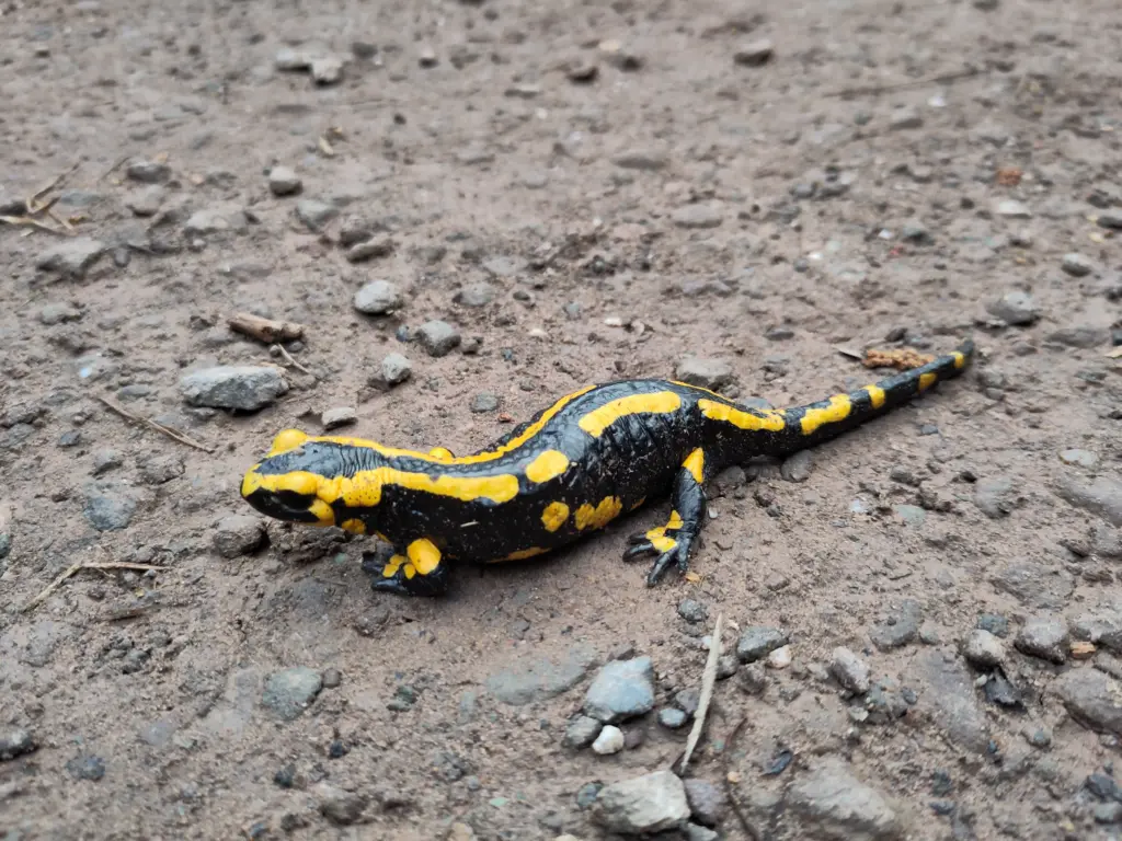 Das Bild zeigt einen Feuersalamander auf einem Wanderweg in Nahaufnahme.