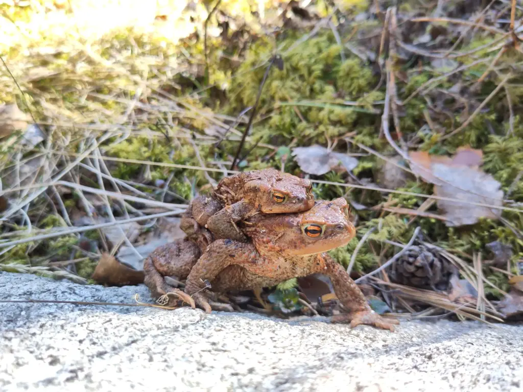 Das Bild zeigt ein Erdkrötenpaar. Das Männchen klammert sich auf den Rücken des größeren Weibchens und lässt sich tragen.