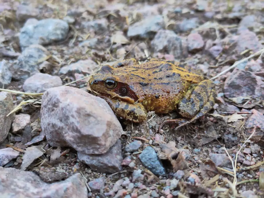 Das Bild zeigt einen Grasfrosch, der sich hinter einen Stein auf einem Wanderweg duckt.