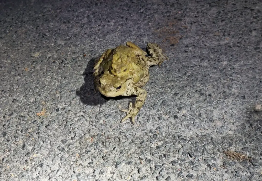 Das Bild zeigt ein Erdkrötenpaar im Lichtkegel einer Taschenlampe auf einer Straße.
