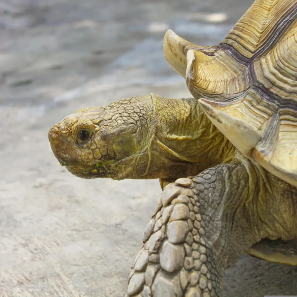 Nahaufnahme einer Schildkröte