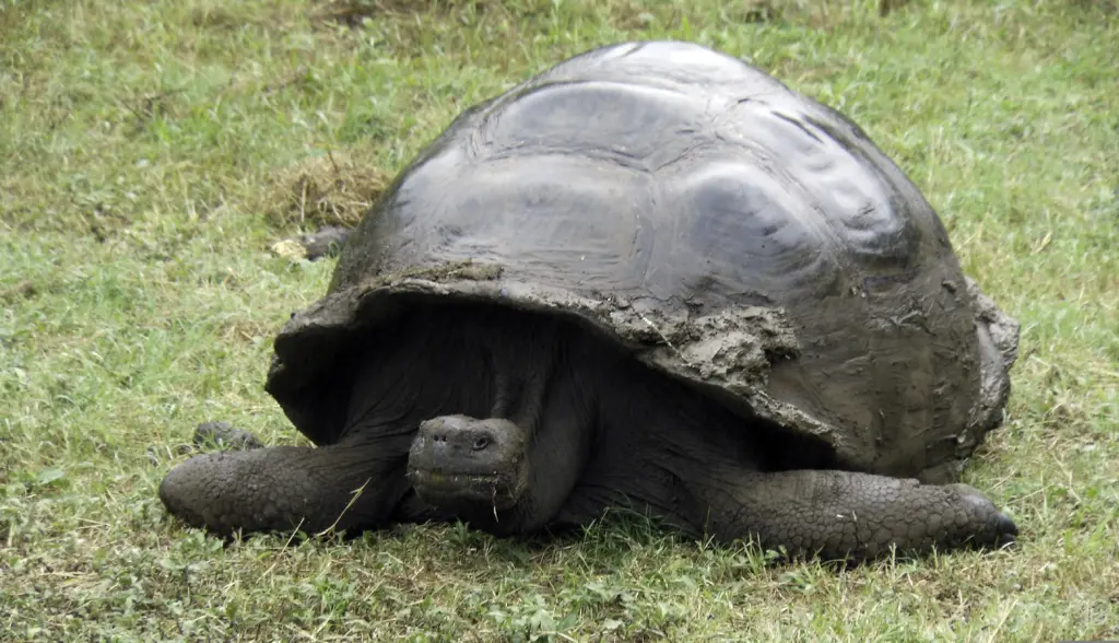 eine dunkel glänzende Schildkröte auf einer Grasfläche