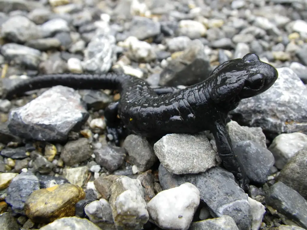 Das Bild zeigt einen schwarzen Alpensalamander auf Kieselsteinen.
