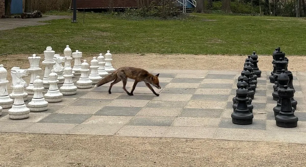 Übrigens kam ein Fuchs um die Ecke und hat uns Gesellschaft geleistet. Aber das war erst die erste Begegnung... © Maria Gose / WWF Ein Fuchs läuft über ein großes Schachfeld.