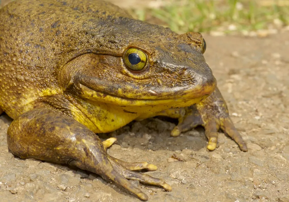 Nahaufnahme eines Goliathfrosches mit gelbrüner Haut und gelber Unterseite
