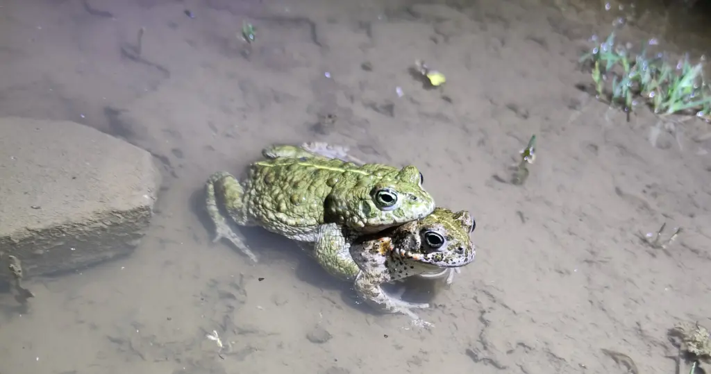 Das Bild zeigt ein im Wasser sitzendes Kreuzkrötenpaar. Das Männchen klammert sich auf dem Rücken des Weibchens fest.