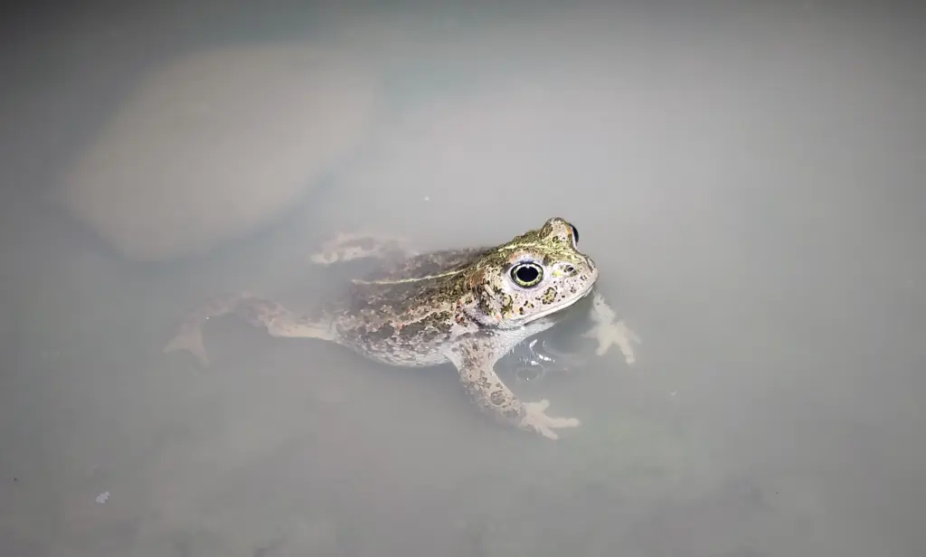 Das Bild zeigt eine Kreuzkröte im Wasser.
