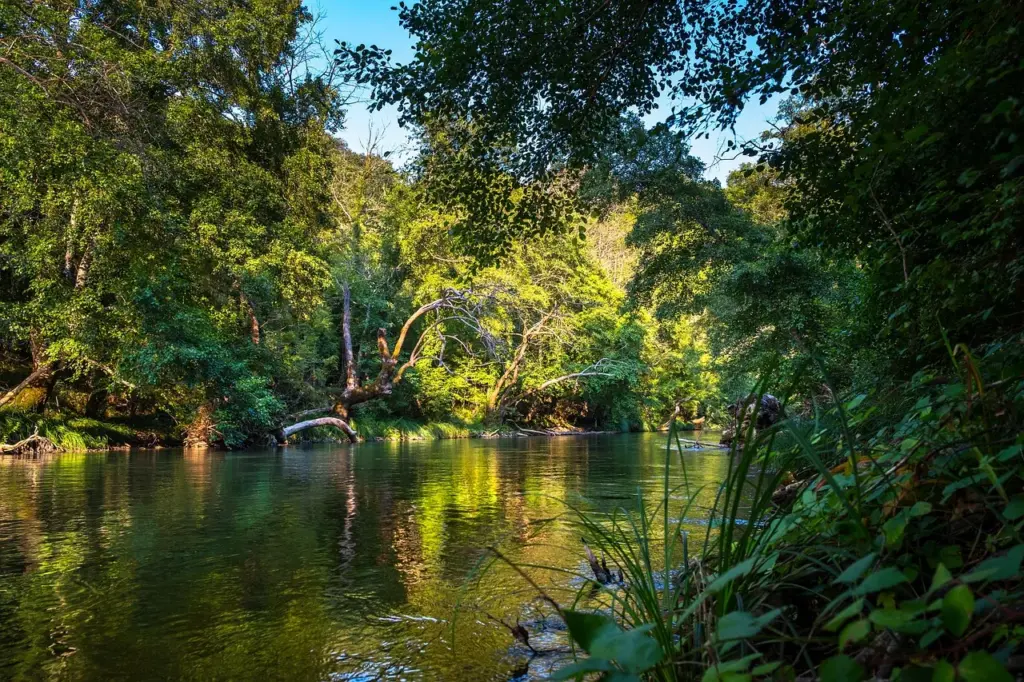 Blick auf einen Fluss, der durch den Regenwald fließt