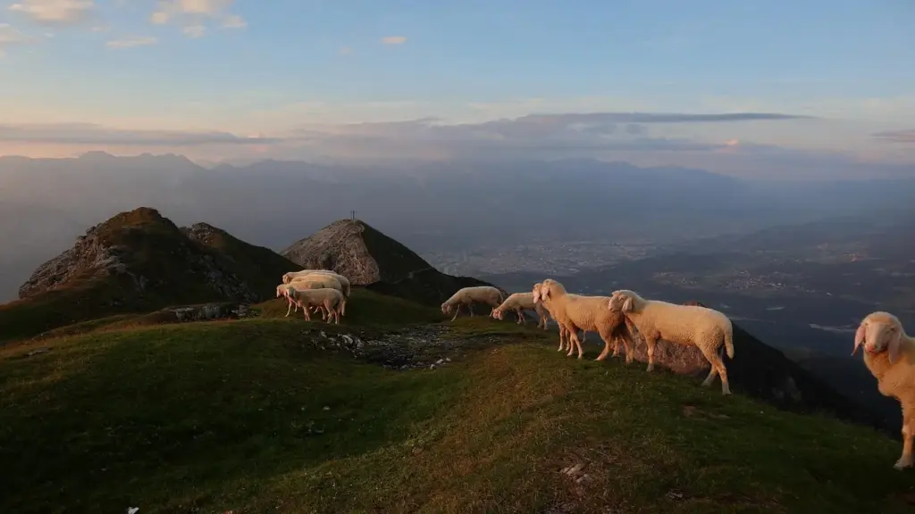 eine Herde weißer Schafe hoch oben in den Bergen, im Hintergrund Blick ins Tal