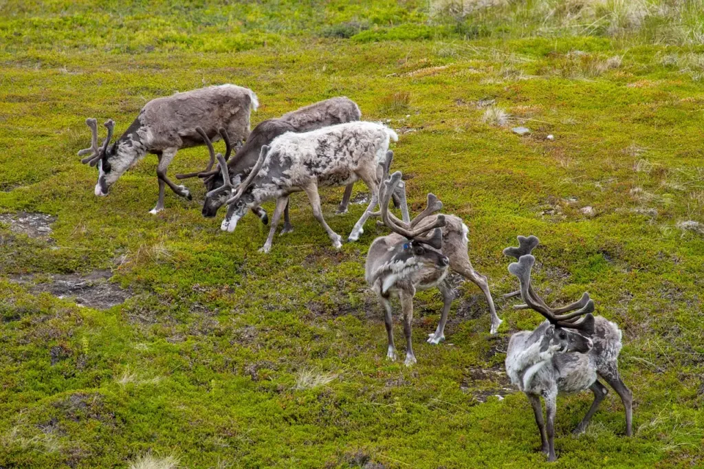 eine Herde mit 5 Rentieren auf einer mossbewachsenen Fläche