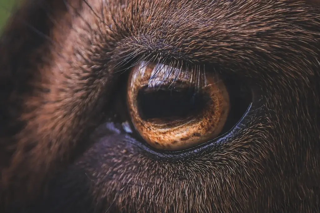 Nahaufnahme des langgezogenen, rechteckigen Auges