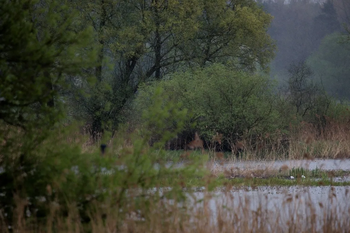 © Marcel Heitkamp / WWF Jugend Eine wilde Flusslandschaft in Regenstimmung
