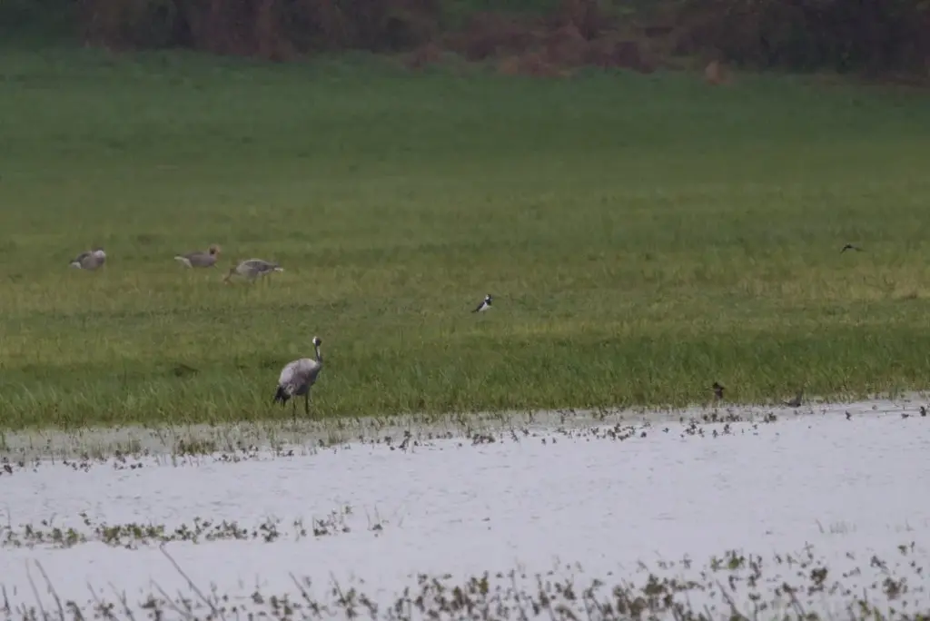 Ein naturbelassenes Flussufer mit Kranichen und anderen Vögeln