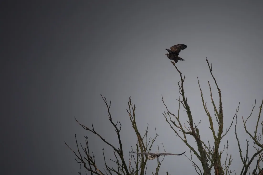 © Marcel Heitkamp / WWF Jugend Ein Seeadler auf einem Baum