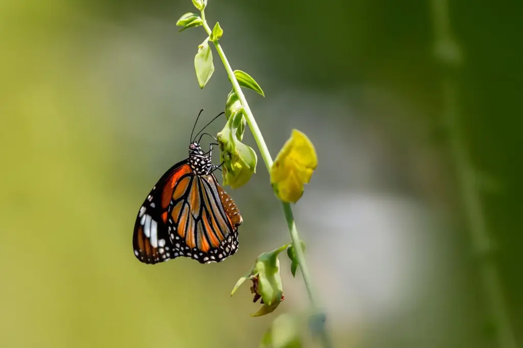 in orange-schwarzer Schmetterling saugt an einer gelben Blüte Nektar