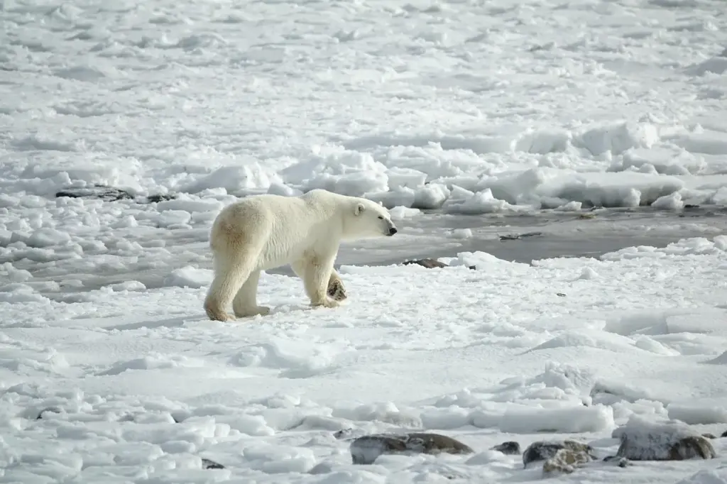 ein Eisbär läuft über eine schnee- und eisbedeckte Fläche