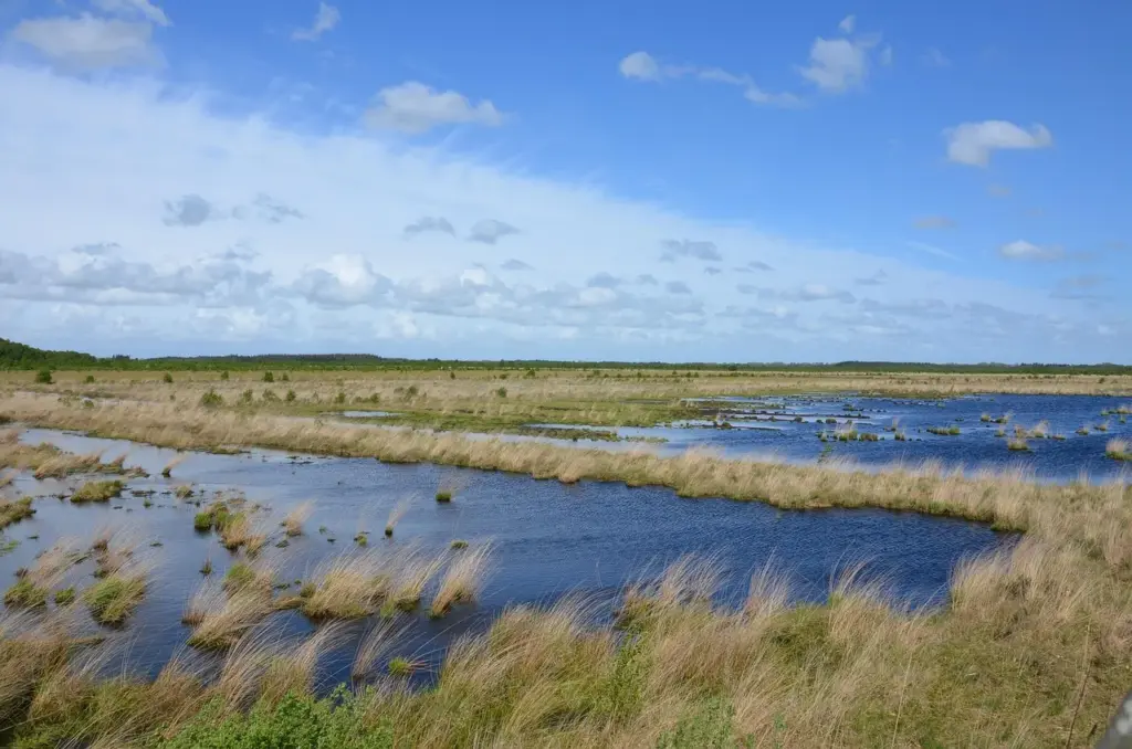 eine flache Landschaft, teilweise mit Gräsern bewachsen, teilweise mit Wasser bedeckt. Im Hintergrund leicht bewölkter Himmel