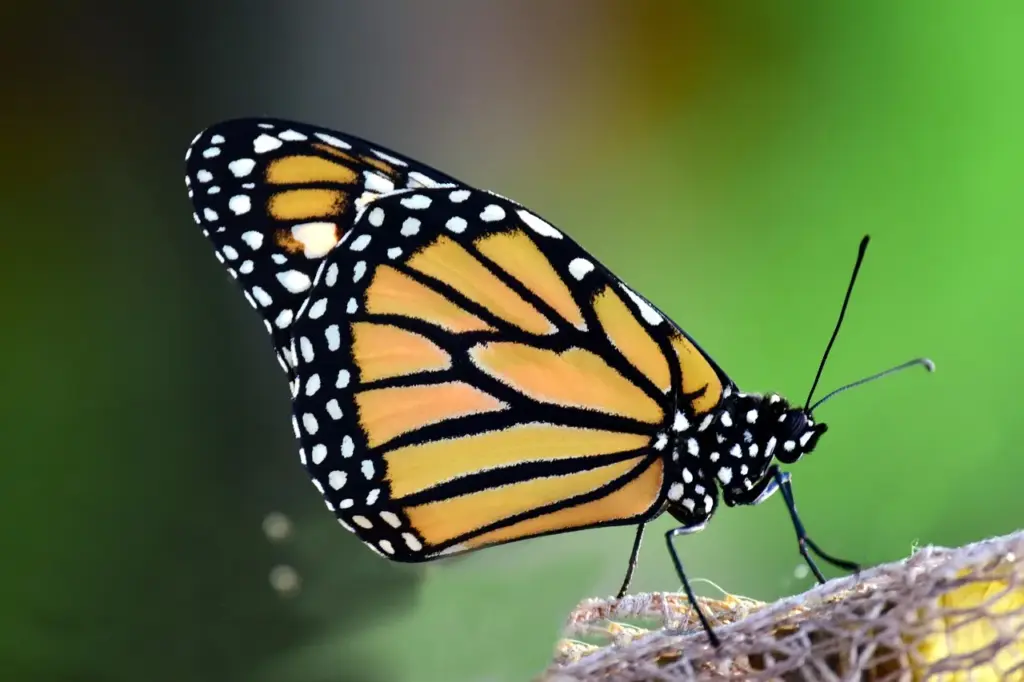 ein orange-schwarzer Schmetterling sitzt auf einer Pflanze