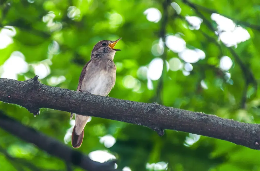 ein Vogel mit heller Brust und bräunlichem Gefieder sitzt auf einem Ast, im Hintergrund Blätter