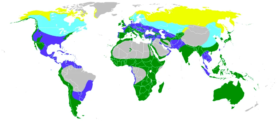 Weltkarte mit dem Verrbeitungsgebiet des Wanderfalken. Bis auf die Sahara, die Tropen in Südamerika und Afrika, Grönland sowie einen Teil Chinas kommen Wanderfalken weltweit vor.
