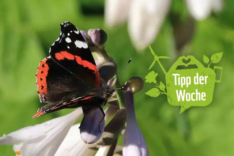 Das Titelbild zeigt einen Admiral (Schmetterling) auf einer Blüte.