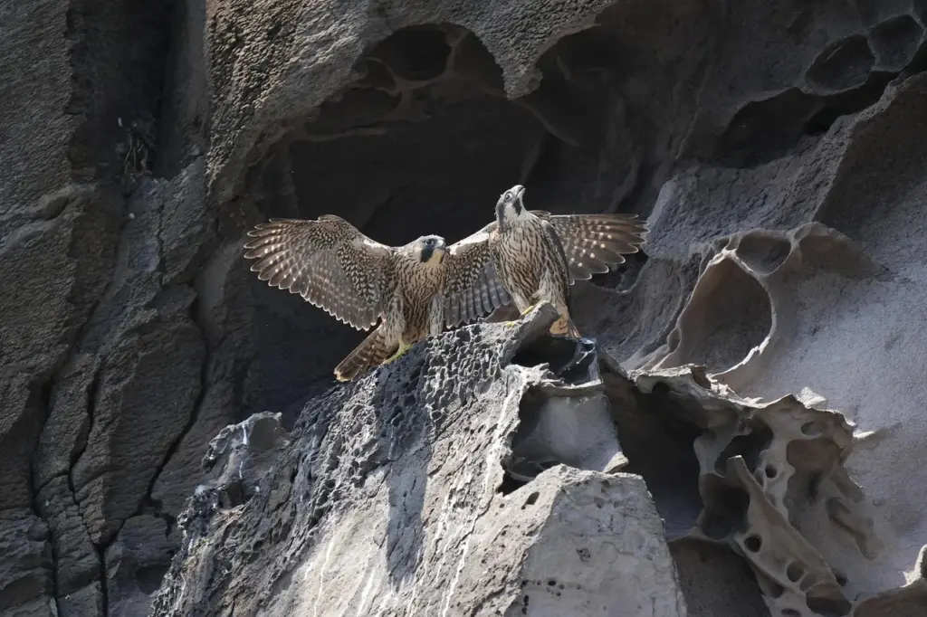 zwei Wanderfalken auf einem Felsen