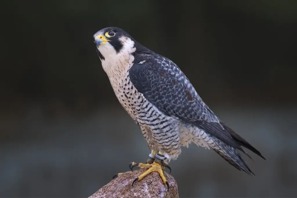 ein Wanderfalke sitzt auf einem Steinvorsprung
