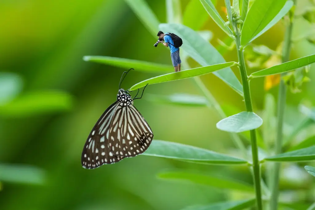Das Bild zeigt einen Menschen mit Kamera, der scheinbar auf dem Blatt einer Pflanze steht und einen Schmetterling fotografiert, der an der Spitze des Blattes hängt. Der Schmetterling ist deutlich größer als der Mensch.
