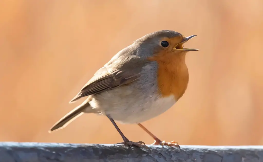 Das Bild zeigt ein Rotkehlchen mit zum Singen geöffnetem Schnabel.