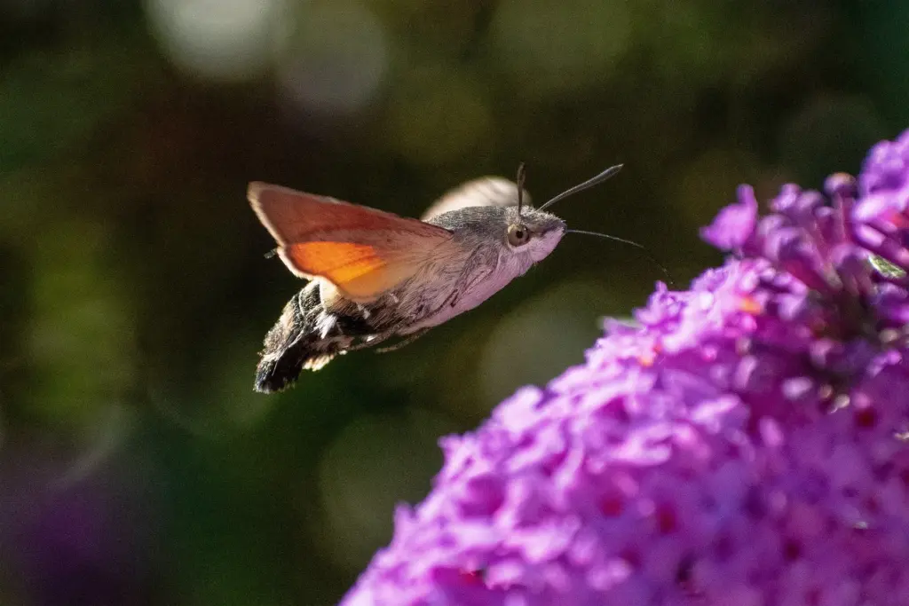 Das Bild zeigt ein Taubenschwänzchen im Anflug auf eine lila Blüte.
