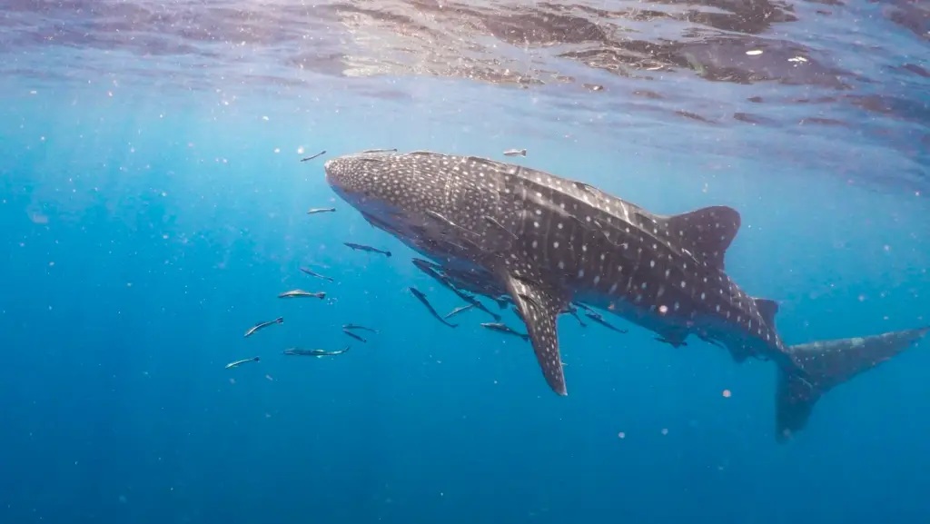 ein Walhai, umgeben von einem Schwarm kleinerer Fische, schwimmt im Meer