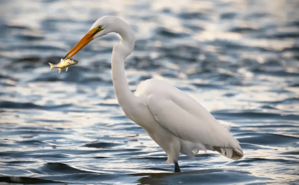 ein weißer Fischreiher steht im Wasser und hat einen Fisch im Schnabel
