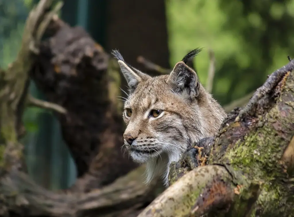Ein Luchs schaut zwischen Baumstämmen hervor