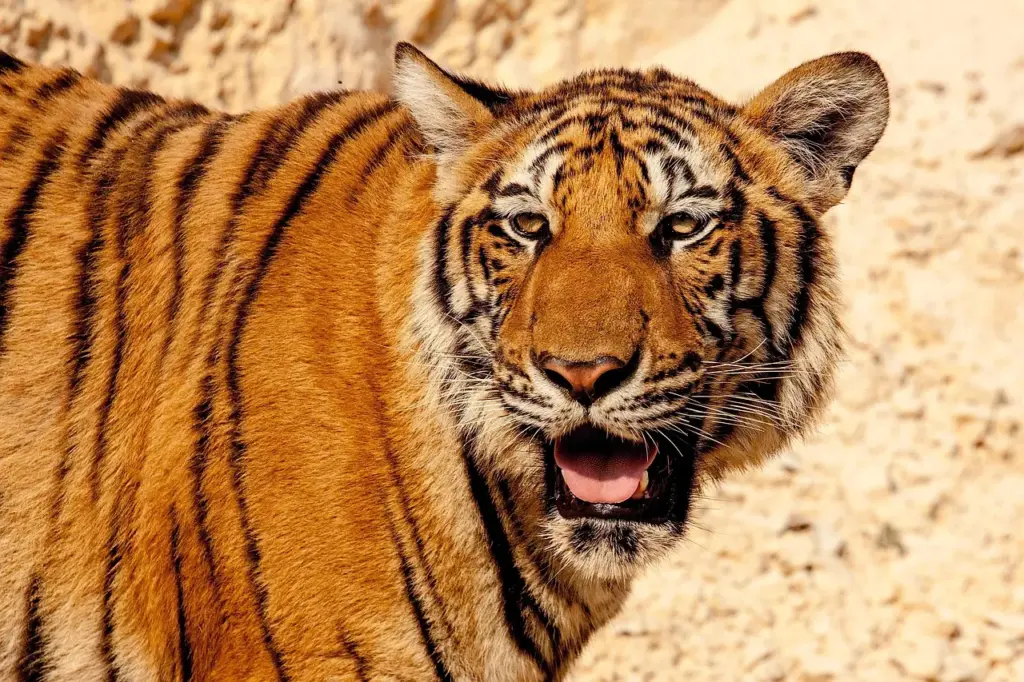 Nahaufnahme eines Tigers vor einem sandigen Hintergrund